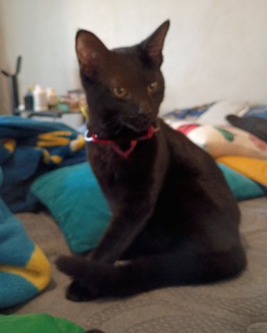 Cute tabby named batty
