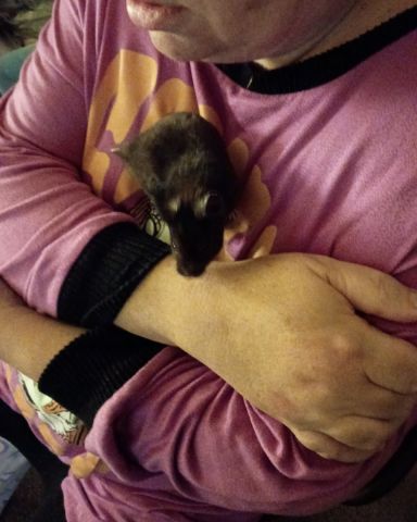 Cute black bear hamster named dean