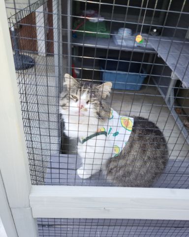 Cute tabby named Farley Fart