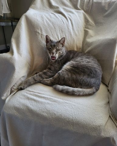 Cute Tabby named Jack