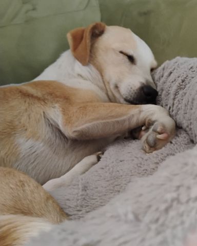 Cute dog named Cupcake