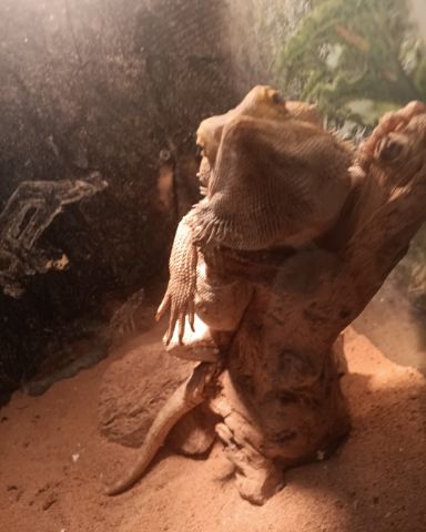 Cute reptile named cookie
