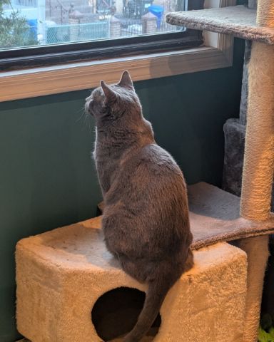 Cute Grey named Theseus