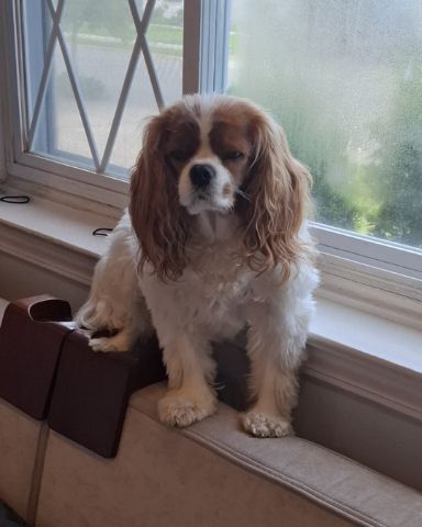 Cute Cavalier King Charles Spaniel named Arya