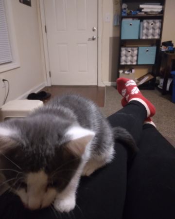 Cute American Shorthair named Cloudfur