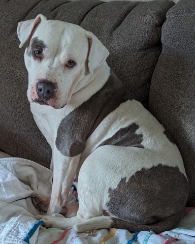 Cute Pitbull named Kira