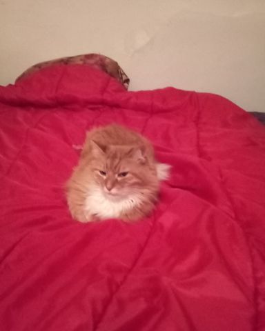 Cute cat named Baby