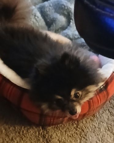 Cute Pomeranian named Millina Belle (Millie)