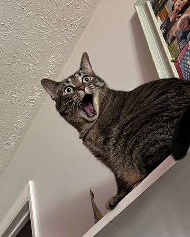 Cute grey tabby named Eris
