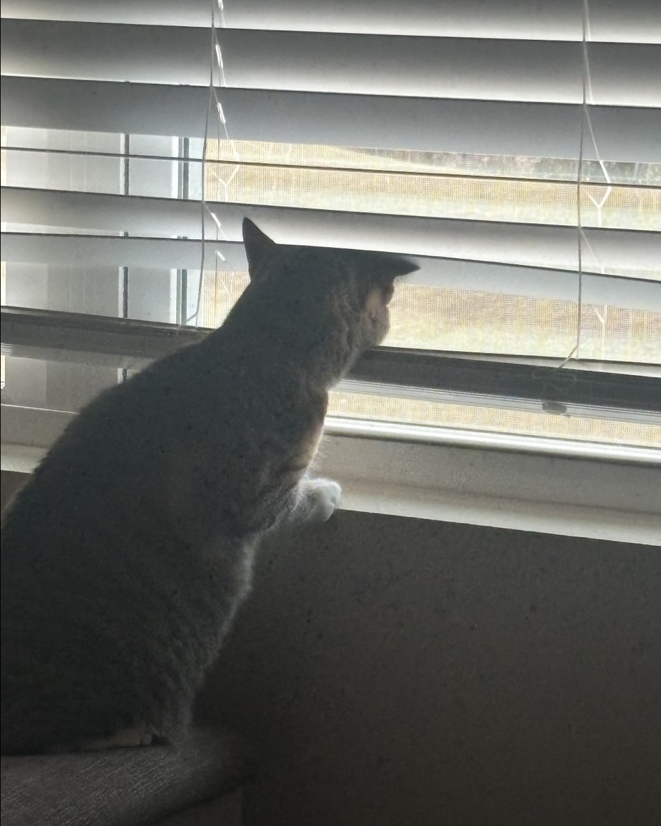 Cute cat named Jasper