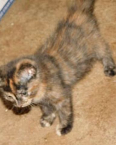 Cute cat named Gizmo