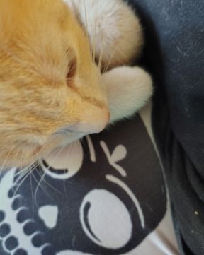 Cute orange kitty named Aphrodite