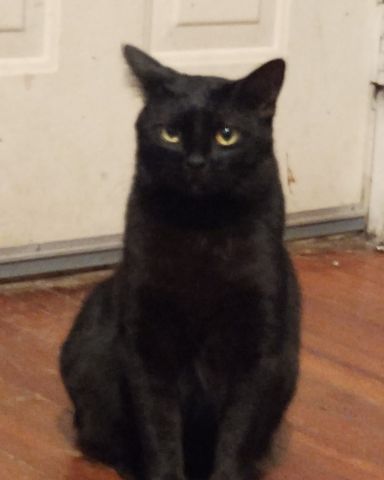 Cute black Halloween cat named Wednesday