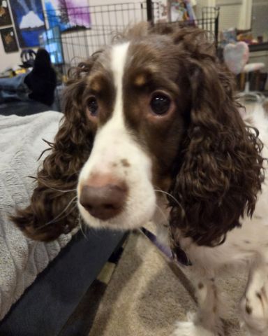 Cute English Springer Spaniel named Sparky