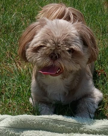 Cute dog named Elsa