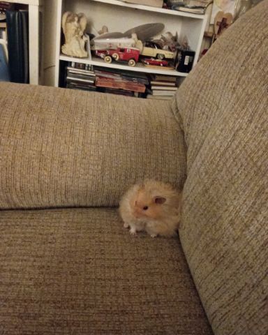 Cute golden hamster named Alex