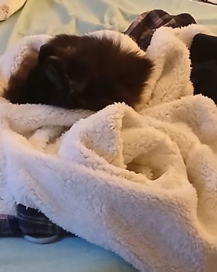 Cute Pomeranian named Millina Belle (Millie)