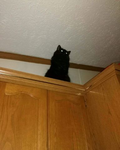 Cute Unsure named Sylvester
