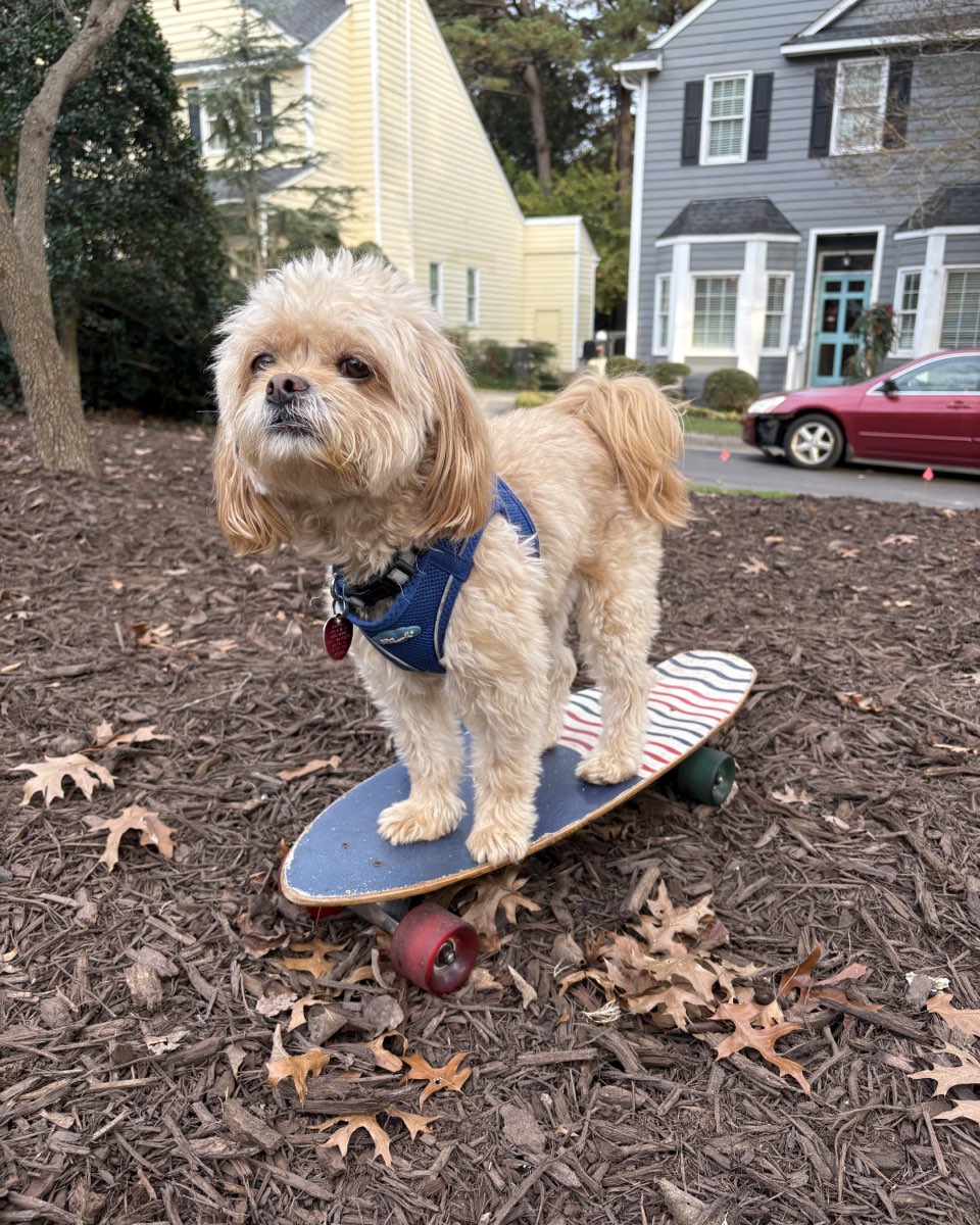 Cute Peekapoo named Chewie