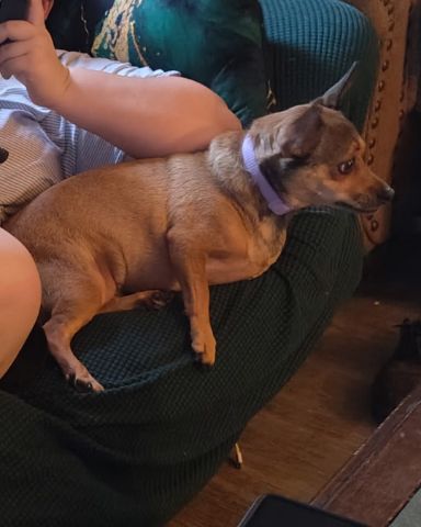 Cute female Chihuahua named joy