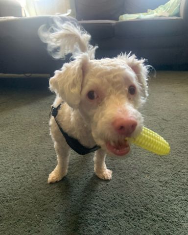 Cute Moltese/ miniature poodle named Ollie