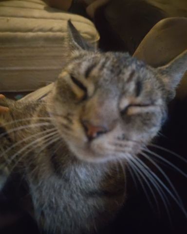 Cute Tybee named pepper