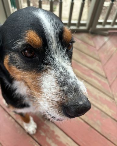 Cute begal mixed with Bernice mountain dog named arlo