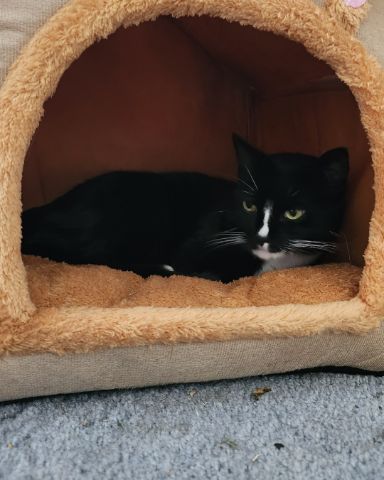 Cute tuxedo named Nala