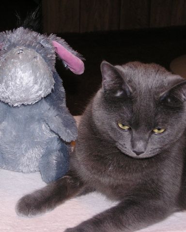 Cute Grey shorthair named In memory of Athena