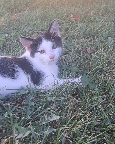 Cute cat named Little-Panda