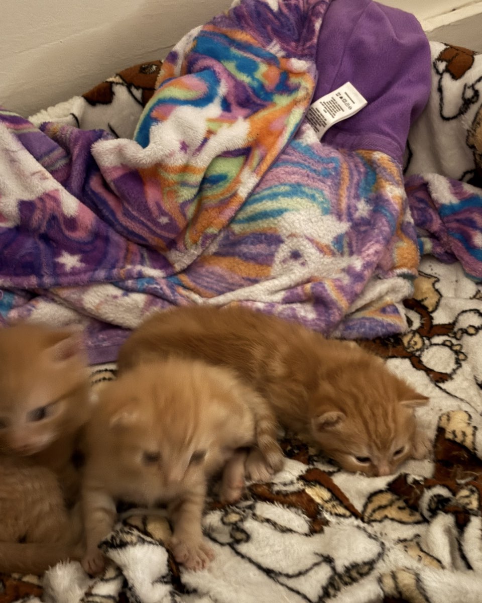Cute cat named Roxy,nacho,noodle,sunny