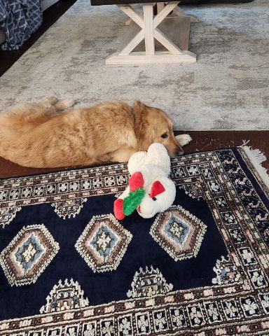 Cute dog named Jeffery
