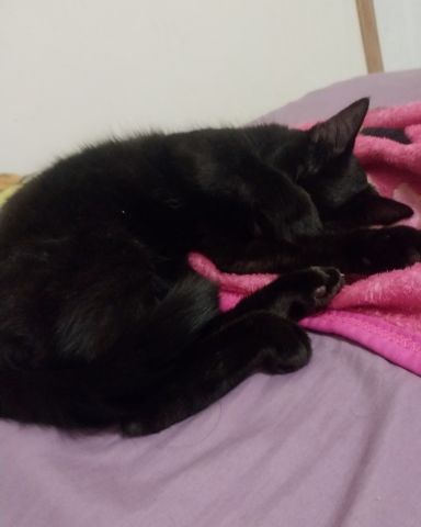 Cute cat named onyx