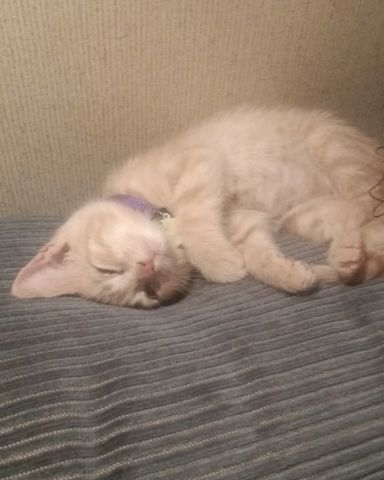 Cute cat named Nala
