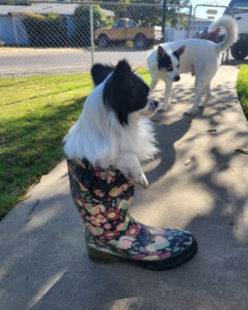 Cute dog named Danny