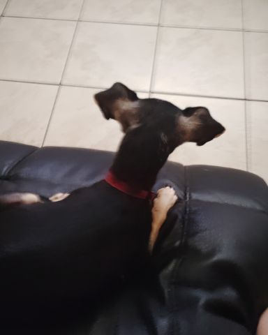 Cute Chiweenie named Suki