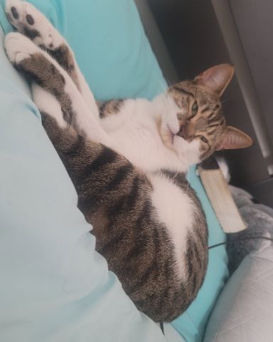 Cute Manx named Grogu