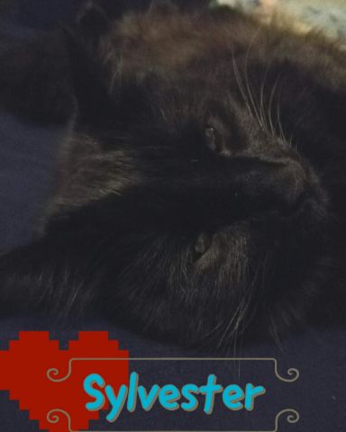 Cute Unsure named Sylvester