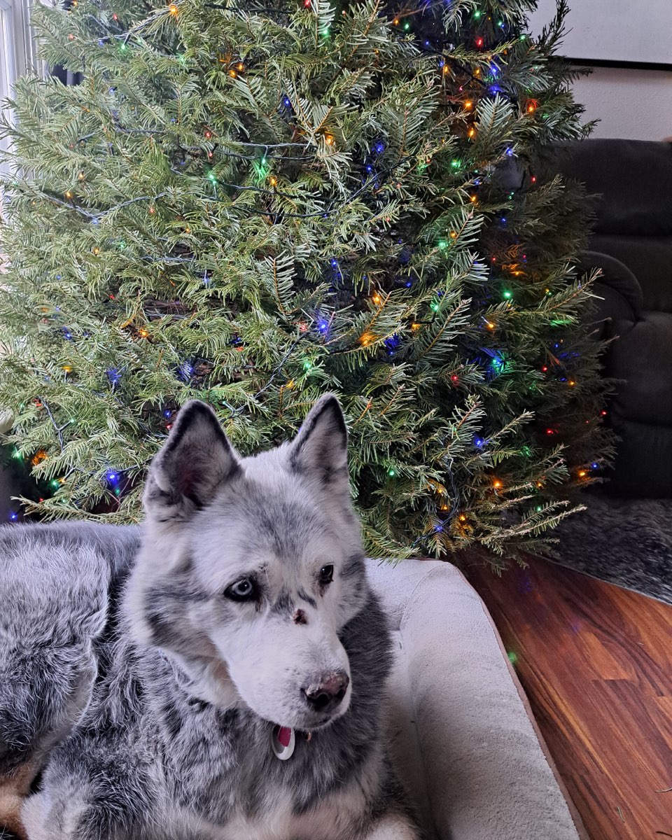 Cute dog named Loki