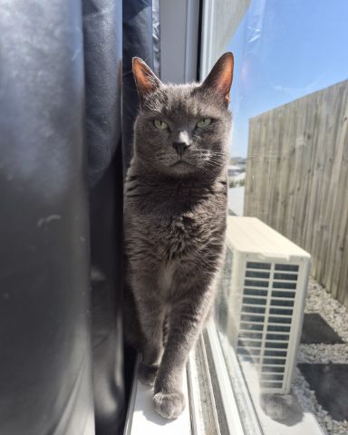 Cute cat named Marshall 🩶 Geoffrey