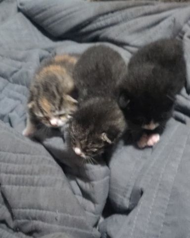 Cute tabby named China