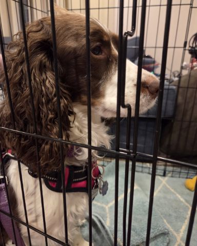 Cute English Springer Spaniel named Sparky