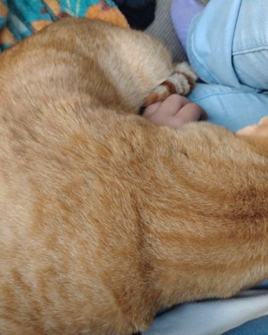 Cute orange cat named caramel