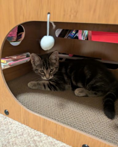 Cute cat named Max