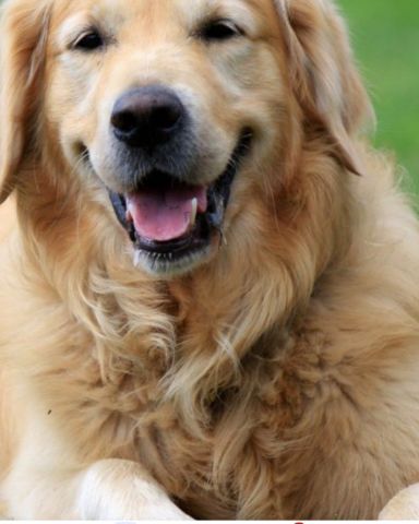 Cute dog named hali