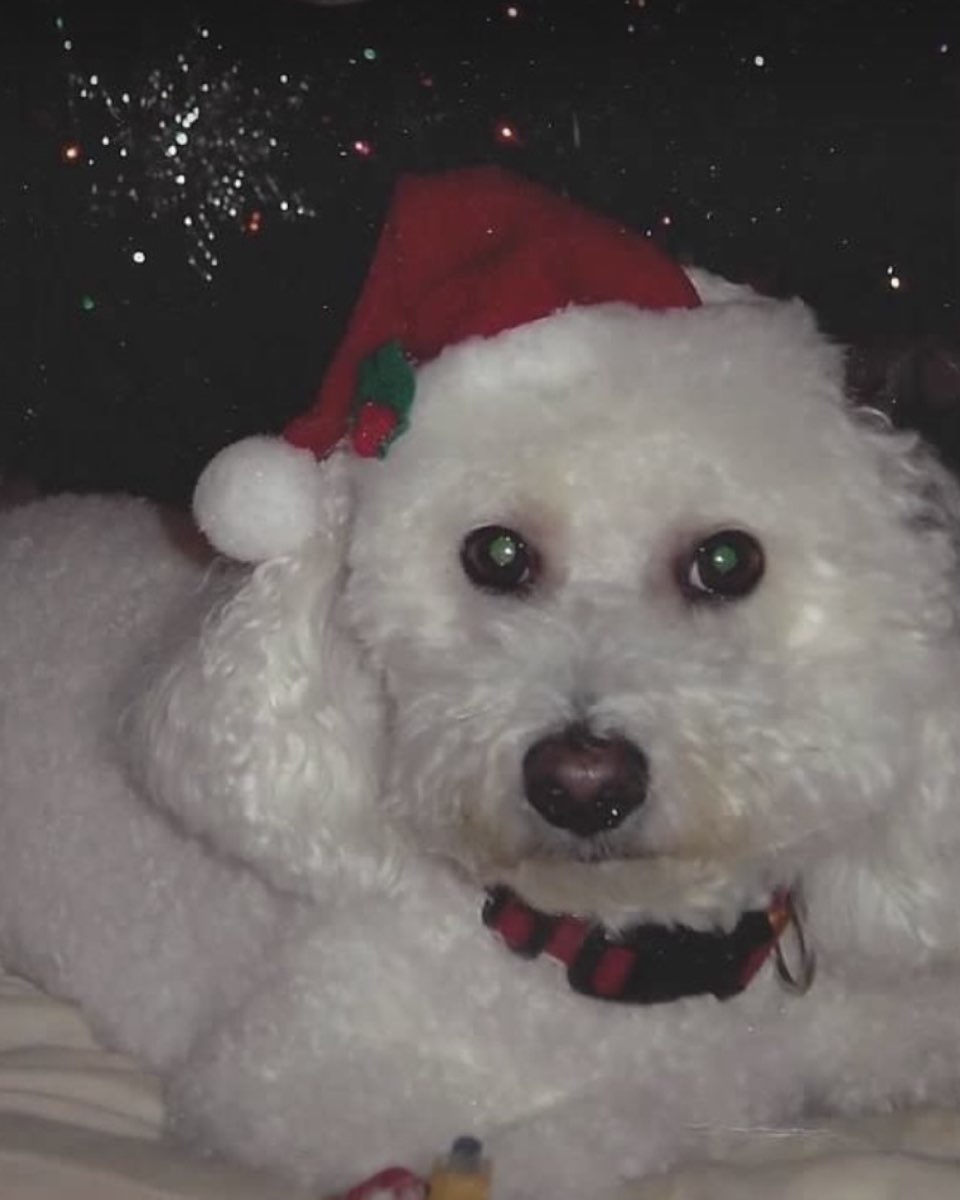 Cute Bichon Frise named Myles