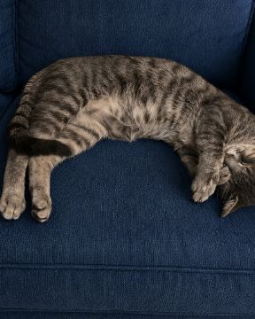 Cute cat named Bleu