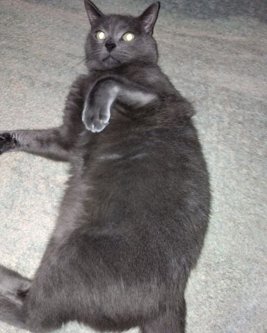 Cute cat named Marshall 🩶 Geoffrey