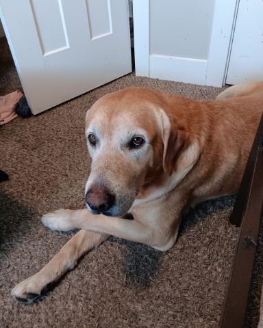 Cute dark yellow lab named Marley
