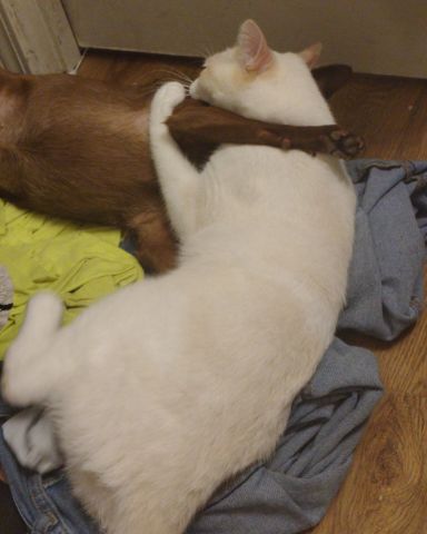 Cute other named Coco and Mr Bing Bing